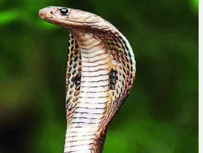 রাতে সাপের স্বপ্ন দেখছেন! ভয় নাকি সৌভাগ্যের ইঙ্গিত